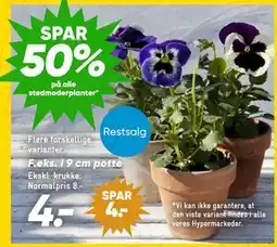 Bilka i 9 cm potte tilbud