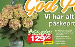 Bauhaus Hortensia Magical tilbud