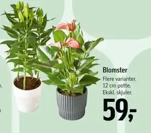 Føtex Blomster tilbud