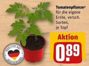 REWE DE Tomatenpflanze tilbud