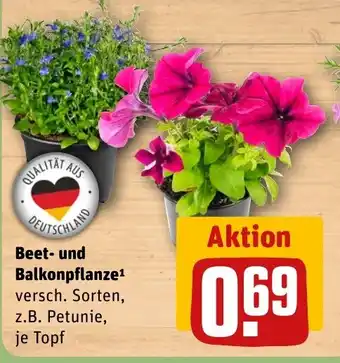 REWE DE Beet- und balkonpflanze tilbud