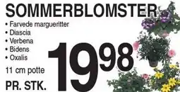 ABC Lavpris Sommerblomster tilbud