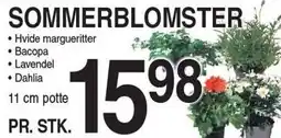 ABC Lavpris Sommerblomster tilbud