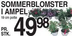 ABC Lavpris Sommerblomster i ampel tilbud