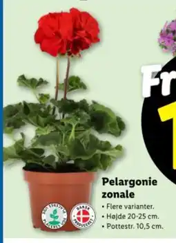 Lidl Pelargonie zonale tilbud