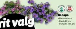 Lidl Bacopa tilbud