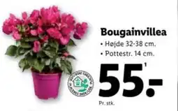 Lidl Bougainvillea tilbud