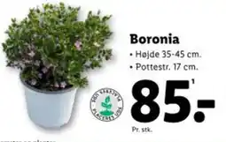 Lidl Boronia tilbud