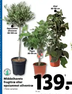 Lidl Middelhavets frugttræ eller opstammet oliventræ tilbud