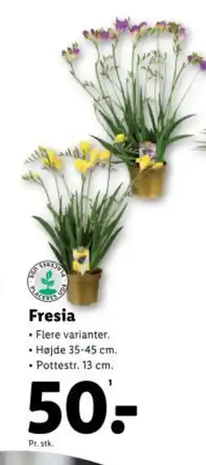 Lidl Fresia tilbud