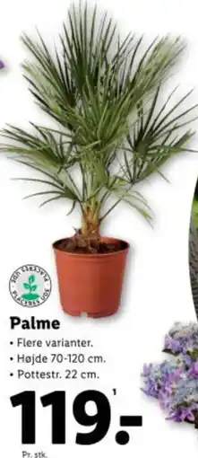 Lidl Palme tilbud
