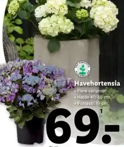 Lidl Havehortensia tilbud
