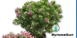 Lidl Myrtemælkurt tilbud