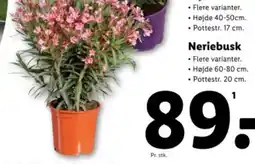 Lidl Neriebusk tilbud