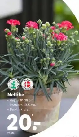 Lidl Nellike tilbud