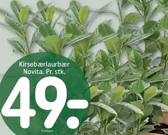 REMA 1000 Kirsebærlaurbær Novita tilbud