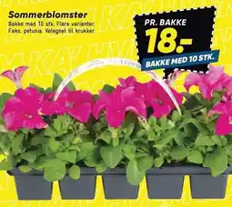 Bilka Sommerblomster tilbud