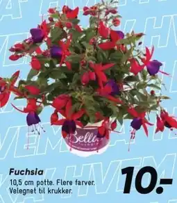 Bilka Fuchsia tilbud