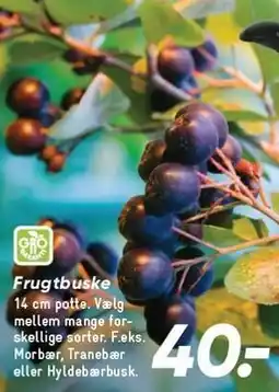 Bilka Frugtbuske tilbud