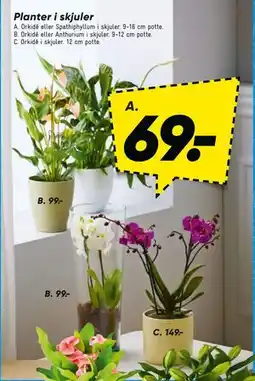Bilka Orkidé eller Anthurium i skjuler tilbud