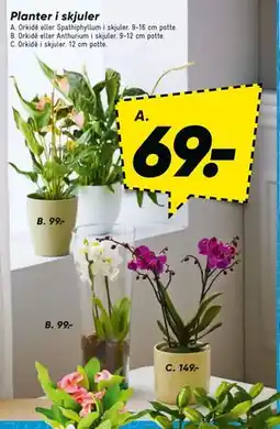 Bilka Orkidé i skjuler tilbud