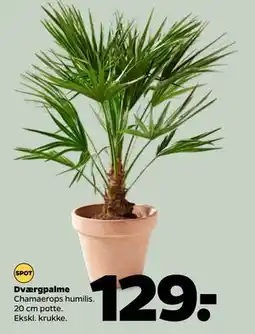 Netto Dværgpalme tilbud