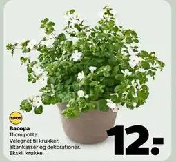 Netto Bacopa tilbud