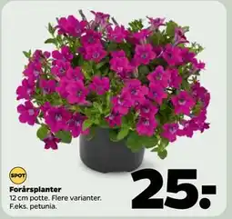 Netto Forårsplanter tilbud