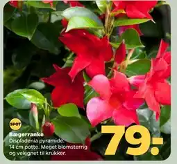 Netto Bægerranke tilbud