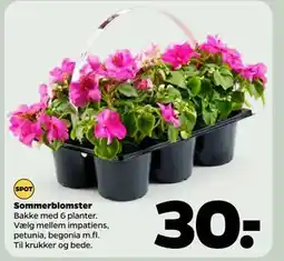 Netto Sommerblomster tilbud