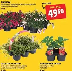 jem & fix FUCHSIA, PLETTER I LUFTEN ELLER JORDBÆRPLANTER tilbud