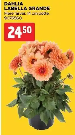 jem & fix DAHLIA LABELLA GRANDE tilbud