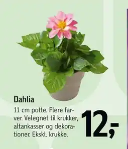 Føtex Dahlia tilbud