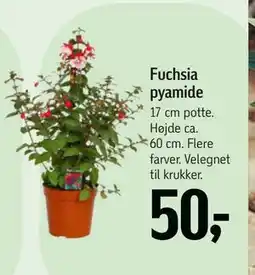 Føtex Fuchsia pyamide tilbud
