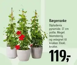 Føtex Bægerranke tilbud