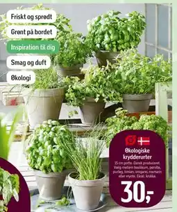 Føtex Økologiske krydderurter tilbud