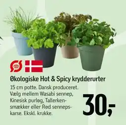 Føtex Økologiske Hot & Spicy krydderurter tilbud
