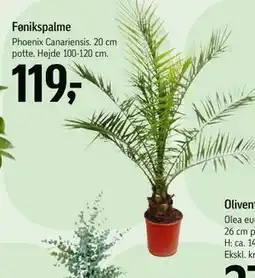 Føtex Fønikspalme tilbud