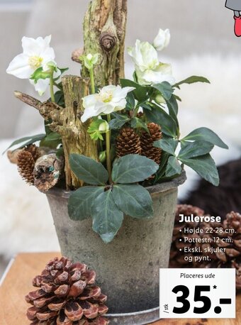 Lidl Julerose tilbud