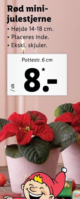 Lidl Rød Mini-Julestjerne tilbud