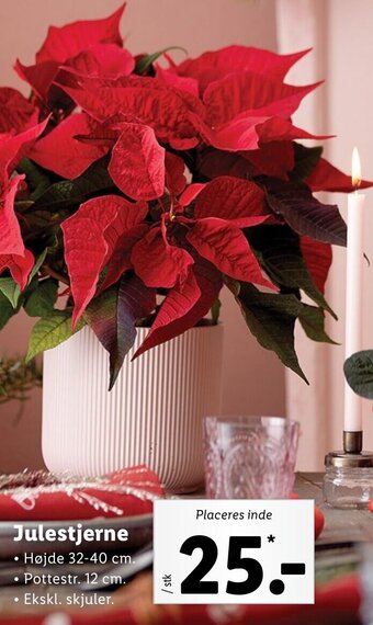 Lidl Julestjerne tilbud