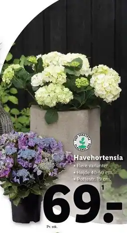 Lidl Havehortensia tilbud