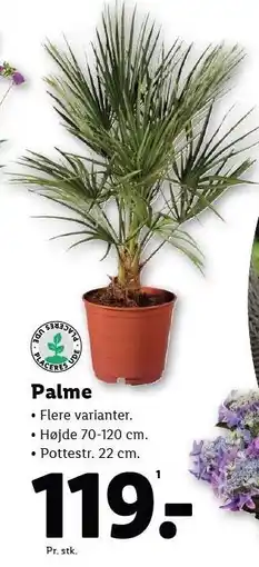 Lidl Palme tilbud