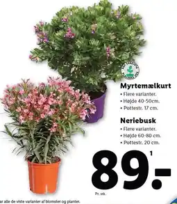 Lidl Myrtemælkurt eller Neriebusk tilbud