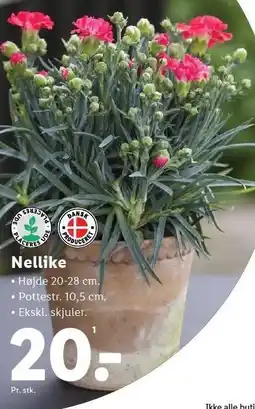 Lidl Nellike tilbud