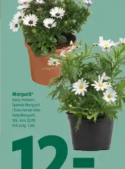 Coop 365 Margurit⭑ tilbud