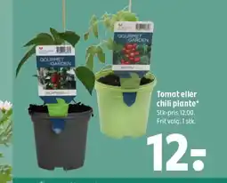 Coop 365 Tomat eller chili plante tilbud