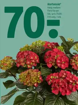 Coop 365 Hortensia tilbud