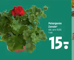 Coop 365 Pelargonia Zonale tilbud