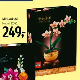 Føtex Mini-orkidé tilbud